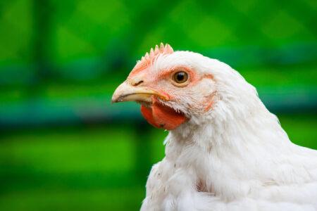 Broiler Chicken Health Problems Image