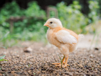 Guide To Chicken Raising Basics Image