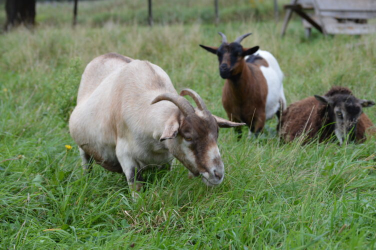 Stages Of Goat Pregnancy + How To Help