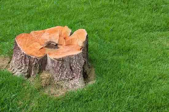 A Great Way to Remove Tree Stumps