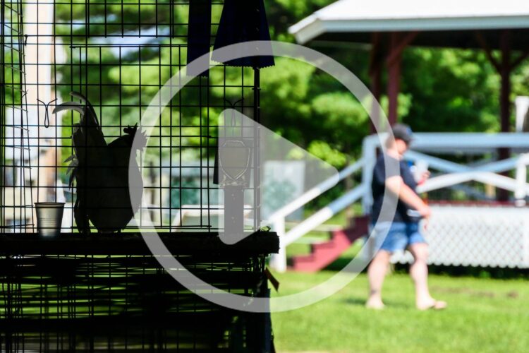 Intro to 4-H Chicken Showmanship and Poultry Projects