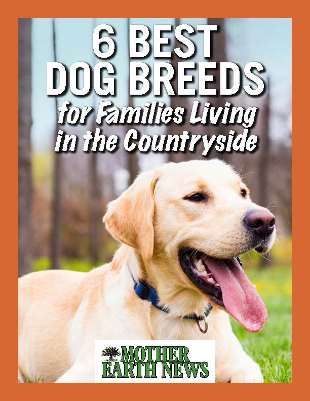 6 Best Dog Breeds for Living in the Country
