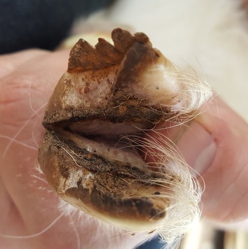 How to Treat Hoof Rot in Goats