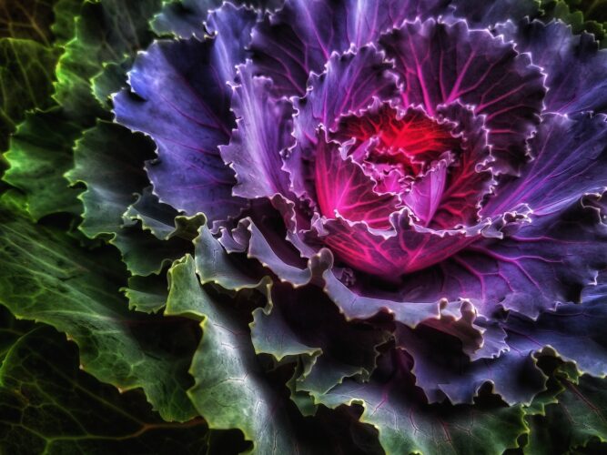 Growing Ornamental Kale