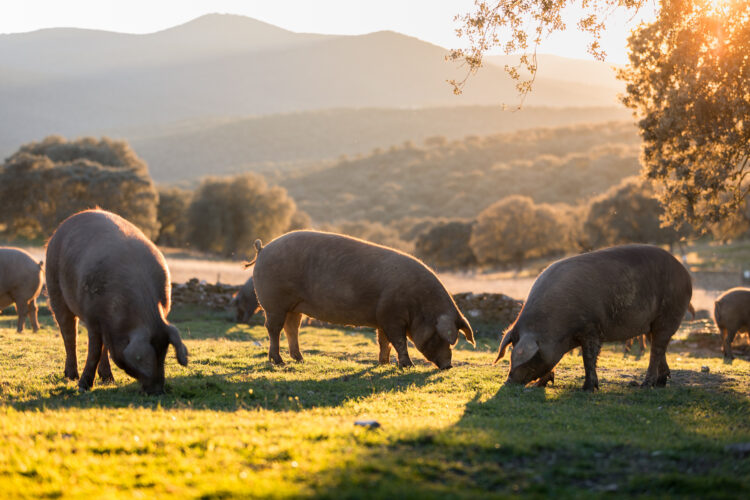 Pasture Raising Pork