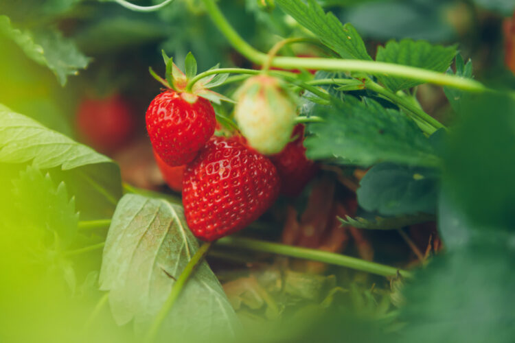 How to Grow Strawberries