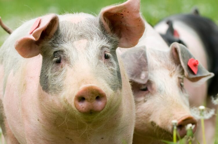 Experimenting with Forage Options for Pastured Pigs