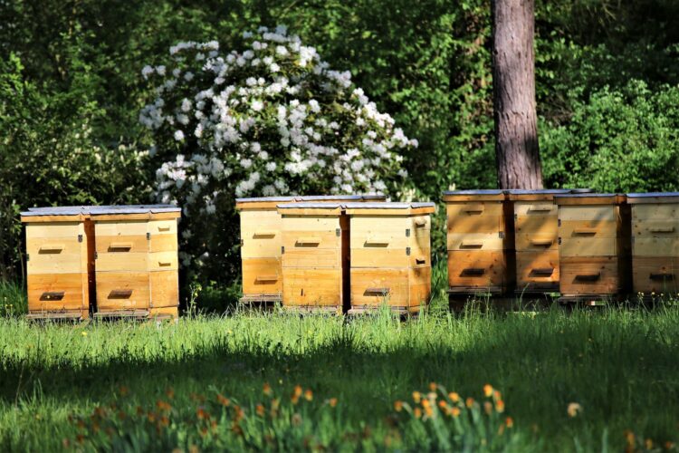 Adopt a Hive Program To Start Beekeeping