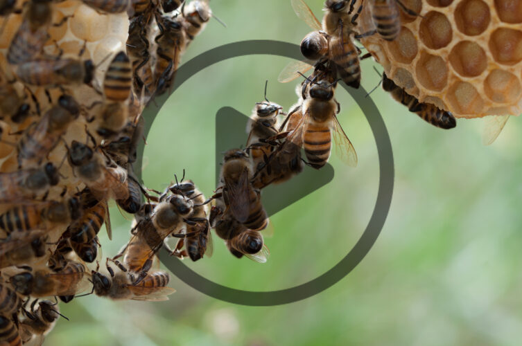 Bee Parasites and Diseases in Your Hive