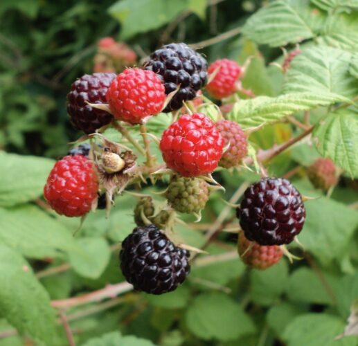 Black Raspberries vs Blackberries