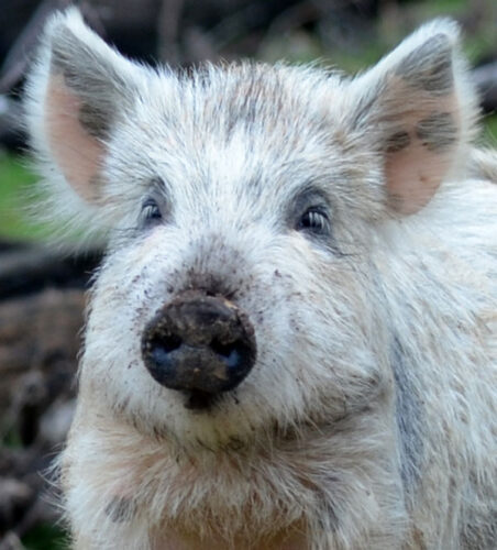 Help Save the Endangered Choctaw Hog