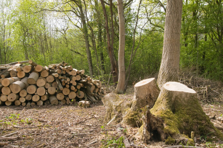Coppicing Trees for Sustainable Firewood
