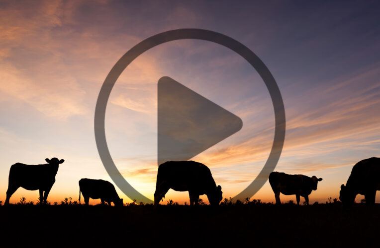 Dr. Temple Grandin on Living More Sustainably