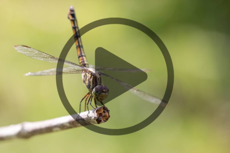 How to Attract Dragonflies to Your Property