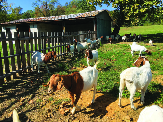 Networking the American Dream