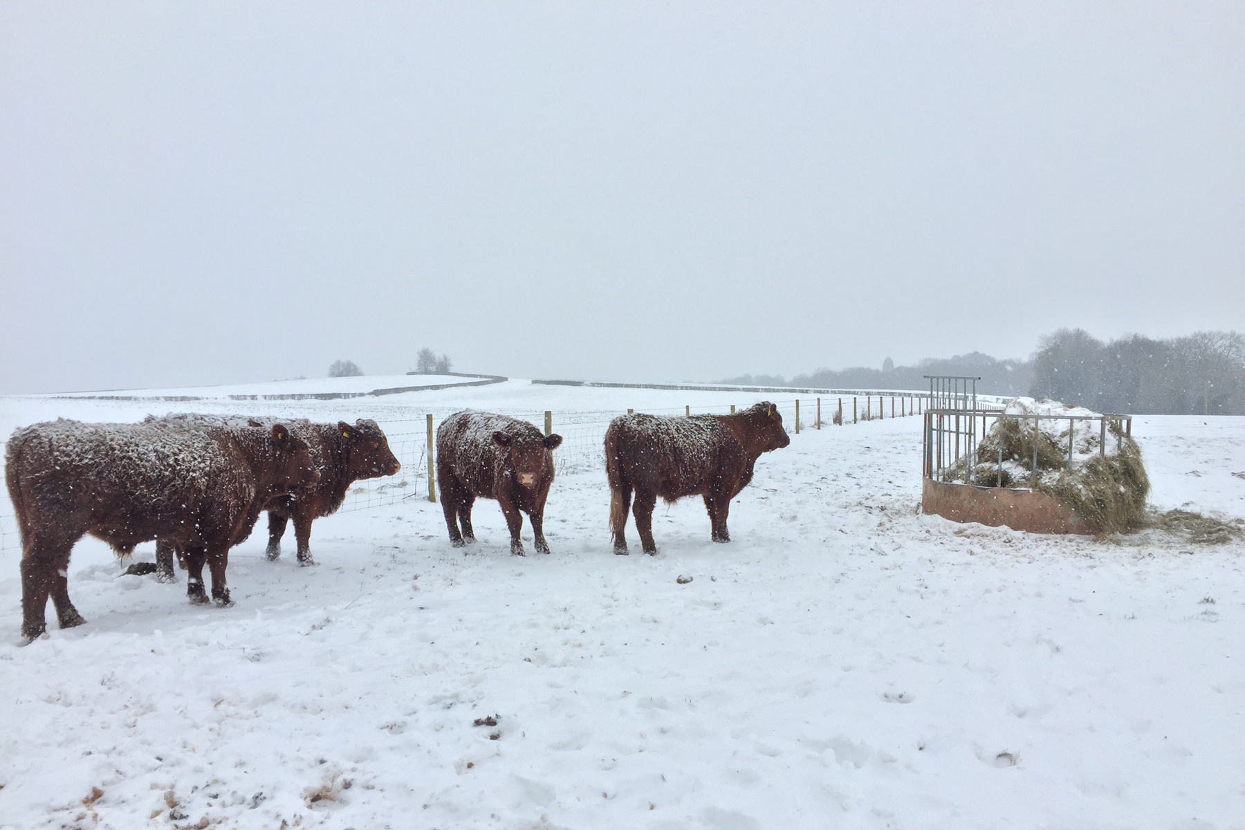Caring for Cattle in the Cold