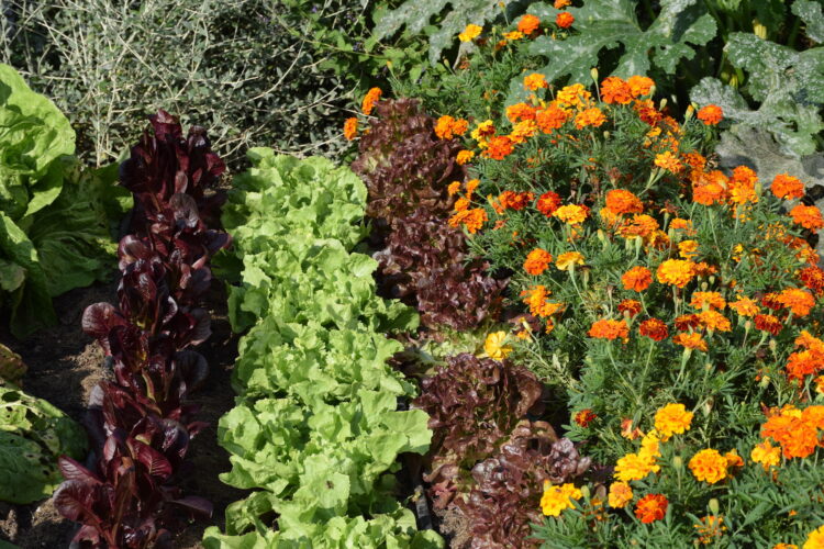 Companion Planting Flowers With Vegetables
