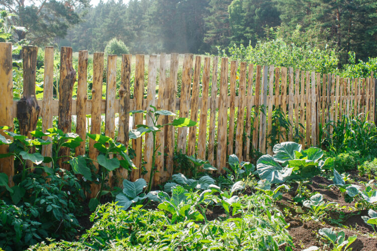Choose the Best Vegetable Garden Fence