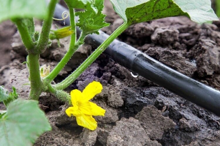 Garden Irrigation Ideas