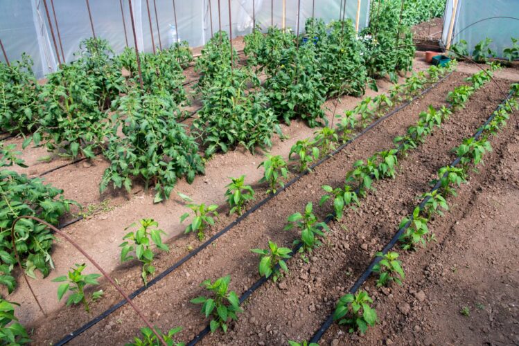 Watering Vegetable Gardens