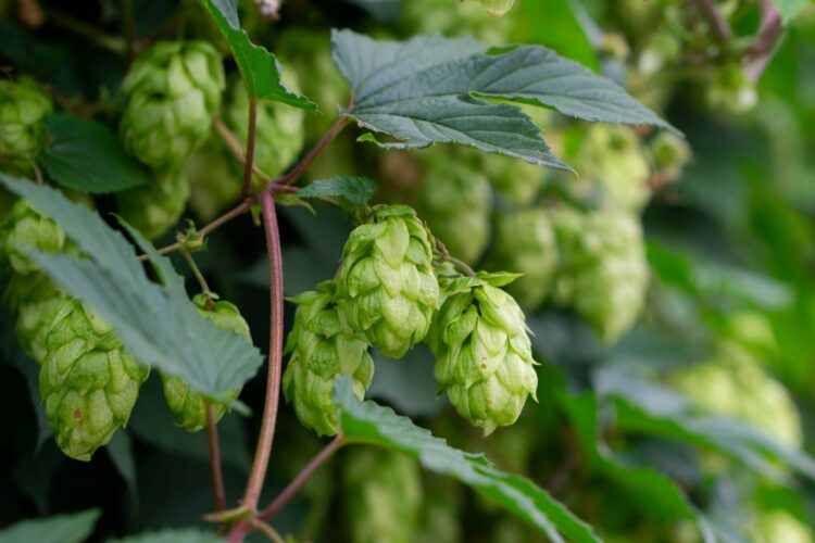 Grow Hops at Home