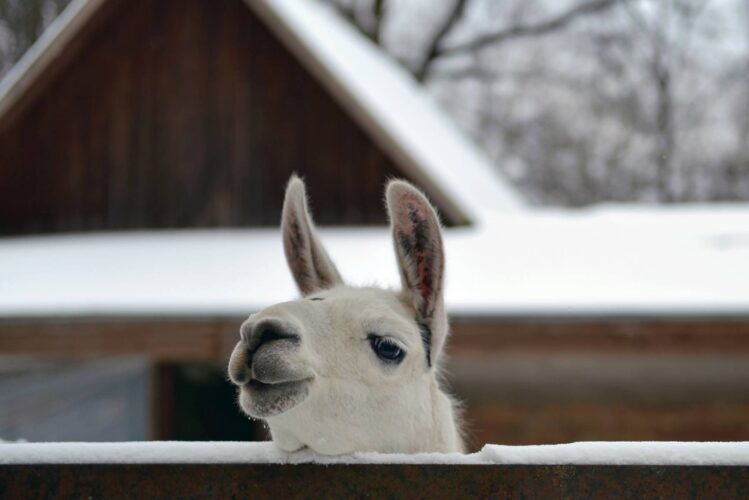 Guardian Llamas: Pros and Cons