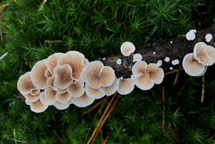 Growing Mushrooms Outdoors in the City