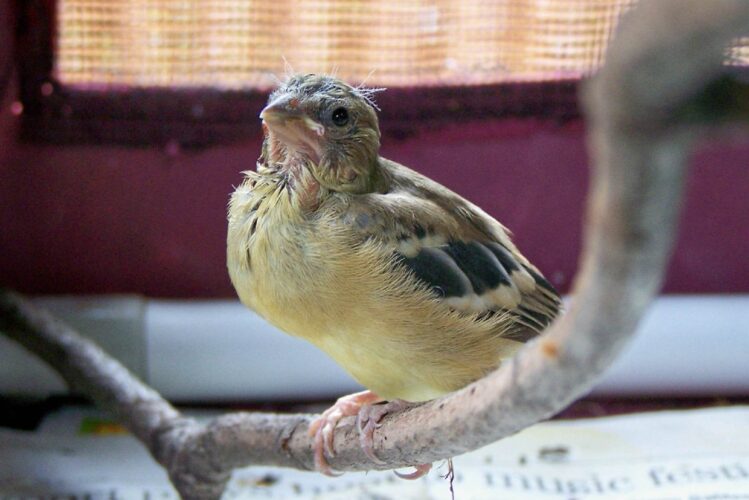 What to Do If You Find a Baby Bird on the Ground