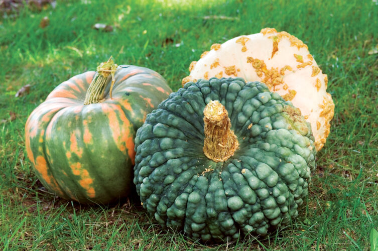 3 Heirloom Pumpkins