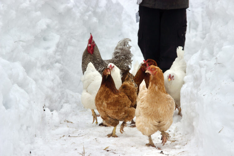 Greenhouse Chicken Coop: Fertilize with Chicken Manure in the Garden