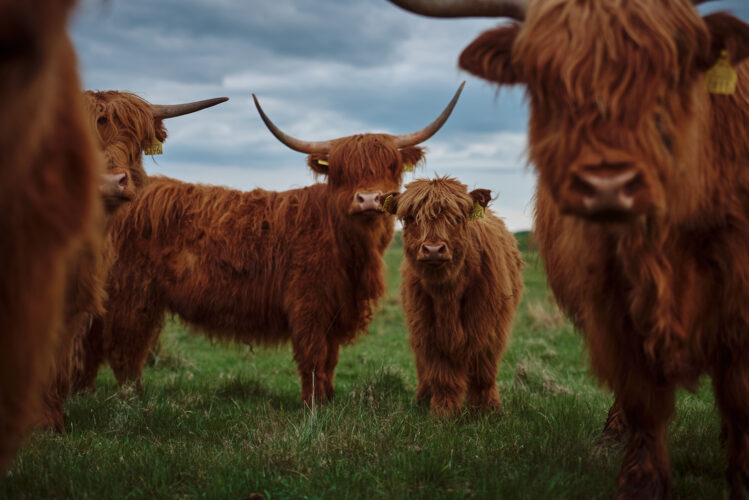 Highland Cattle: Heritage Livestock Breeds