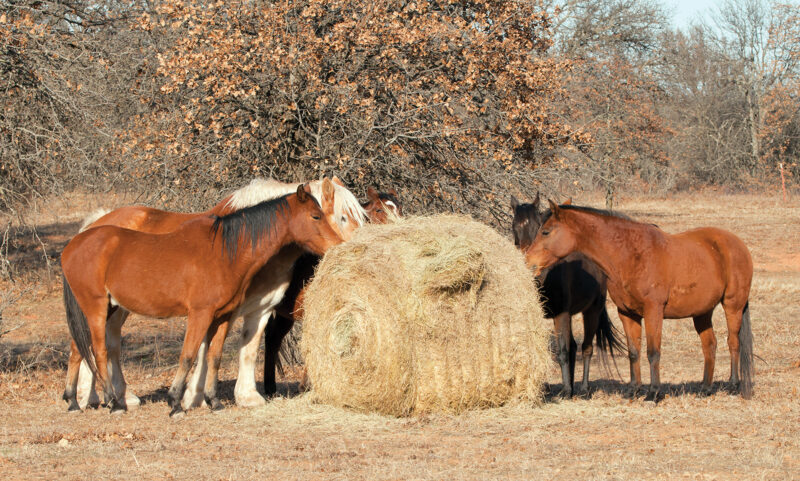 Fall Pasture Management Extends Feed and Forage