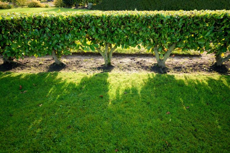 How to Grow a Living Fence