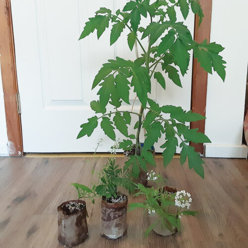 How to Germinate Seeds Quickly