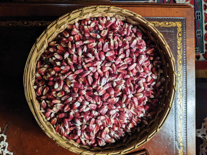 10 Indigenous Corn Cultivars