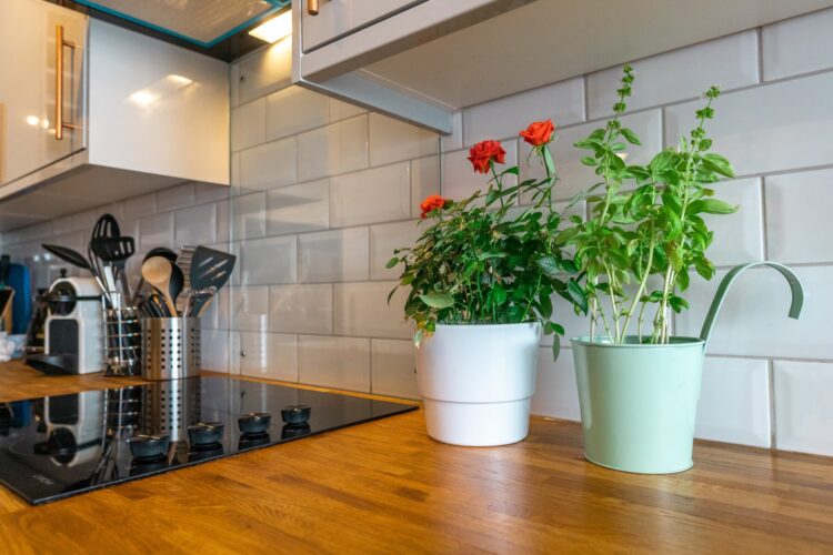How to Arrange Indoor Plants Around Your Home