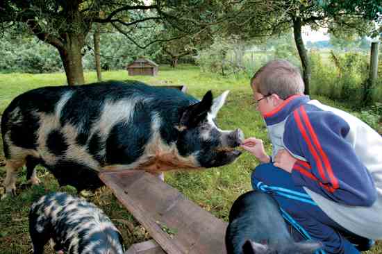 Breed Profile: Kunekune Pig