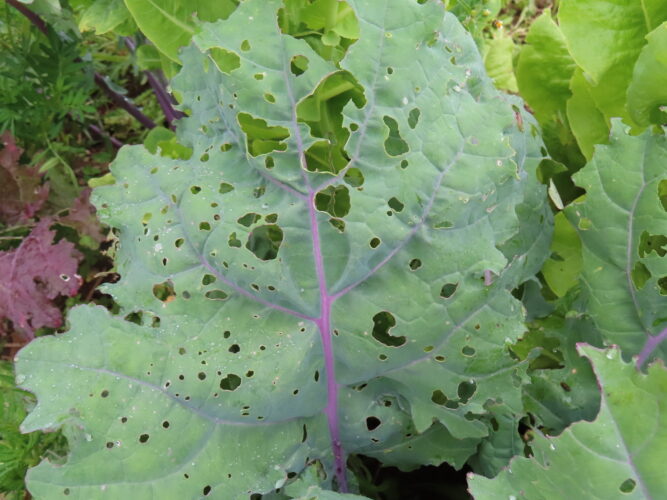 What Is Eating My Plants?