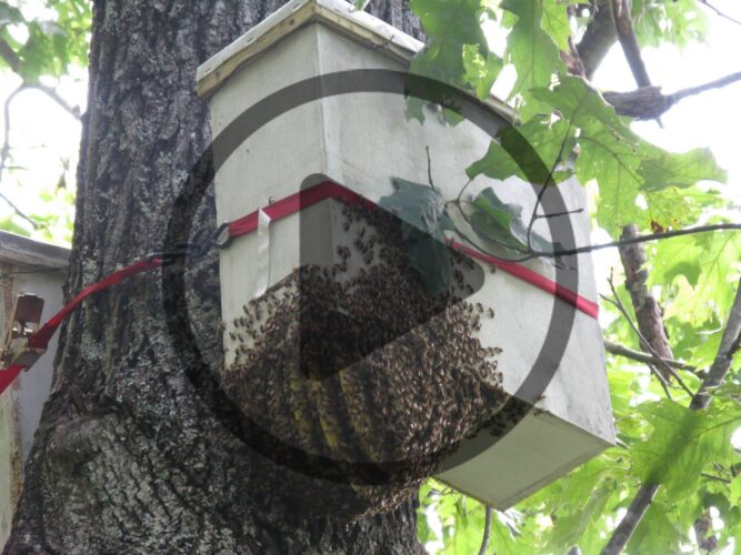 How to Be a Natural Beekeeper