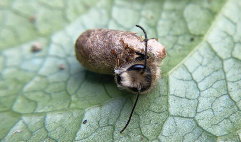 How To Support Solitary Bees
