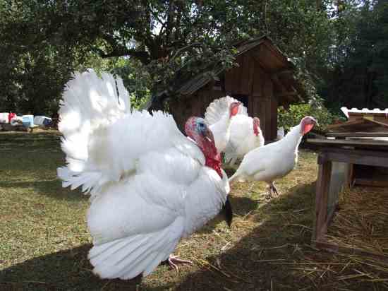 The Midget White Turkey: A Great Heritage Turkey Breed for Any Homestead