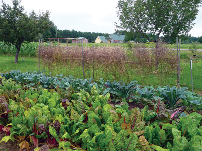 Heat-Tolerant Vegetable Seeds and Strategies