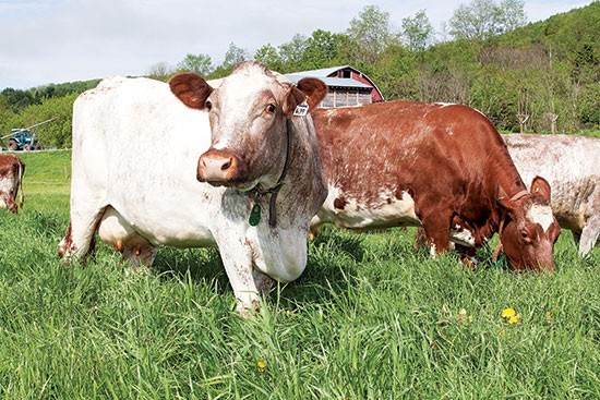 Mob Grazing Cattle Made Simple