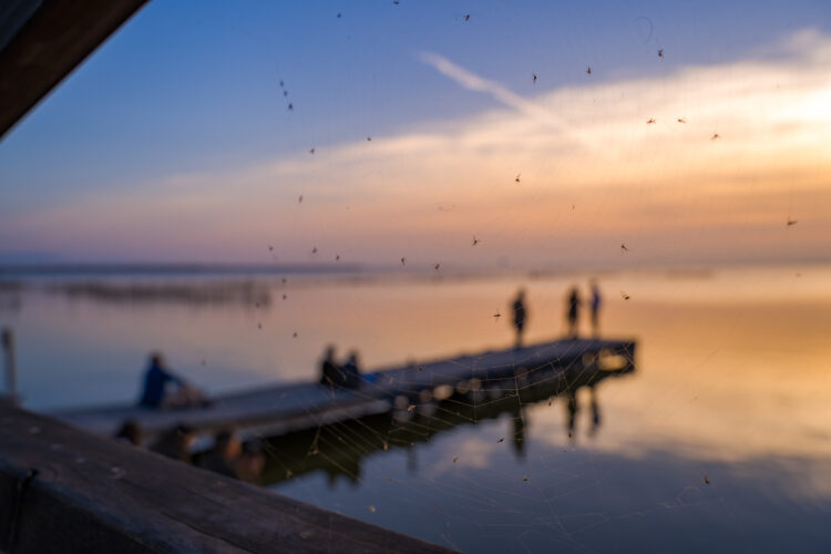 Low-Cost Mosquito Traps That Work