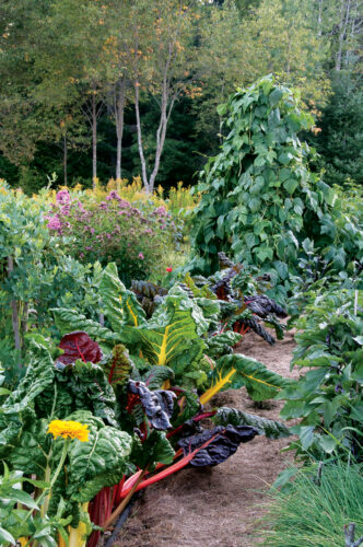 40 Backyard Vegetable Gardening Tips to Maximize Your Harvest