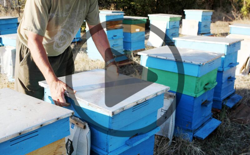 Overwintering Bees: What Do Bees Do in the Winter?