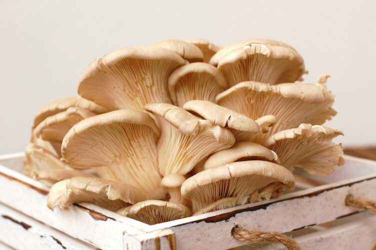Edible Mushroom Types