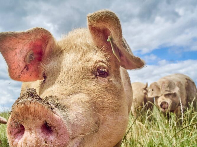 Heritage Pig Breeds for Pork, Plowing and More Image