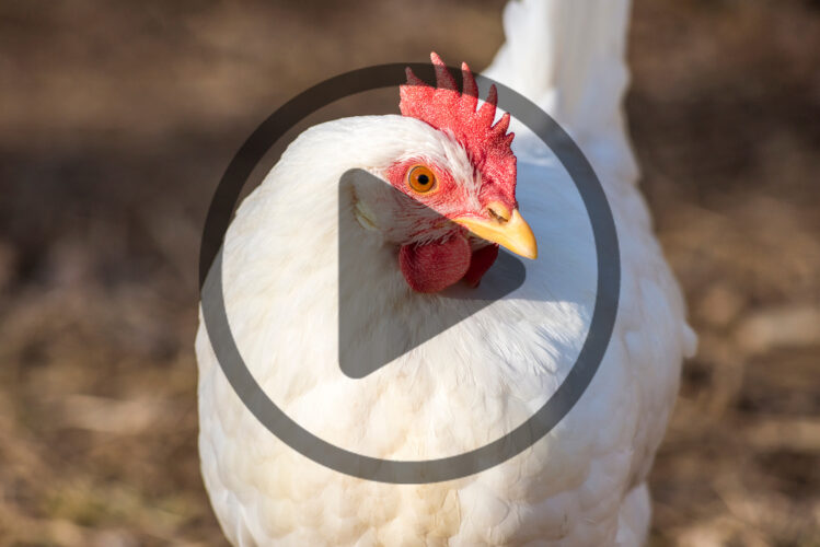 Chickens: Raising Broilers from Start to Finish