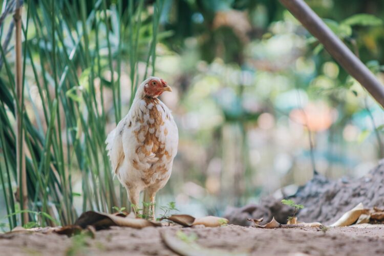 Gardening With Chickens for Fantastic Pest Control